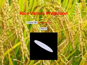Detection of Rice Variety using AI